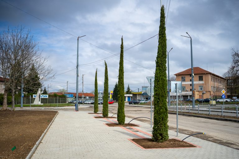 Огромни кипариси красят ново кръгово кръстовище в Ямбол