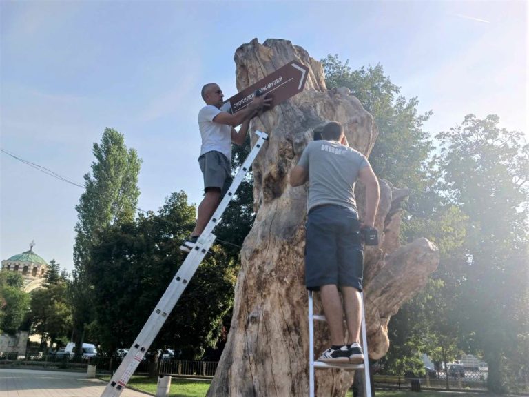 Вековно дърво в Плевен указва историческите и културни забележителности