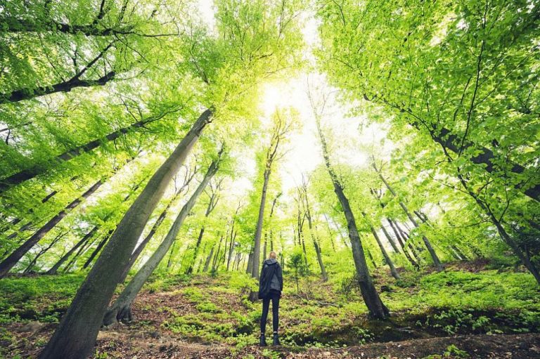 Старт на кампанията „Заедно за опазване на горите“