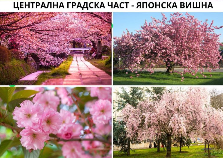 Мащабна акция по залесяване във Враца