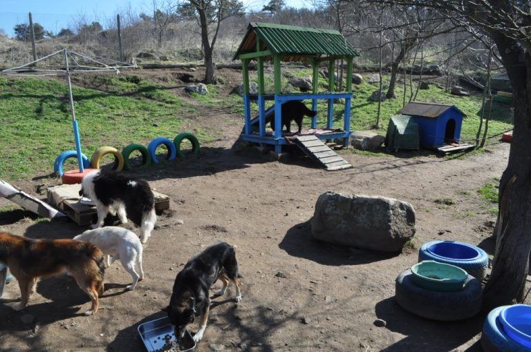 КАБ настоява за прекратяване на поръчката за нов приют за кучета в Бургас