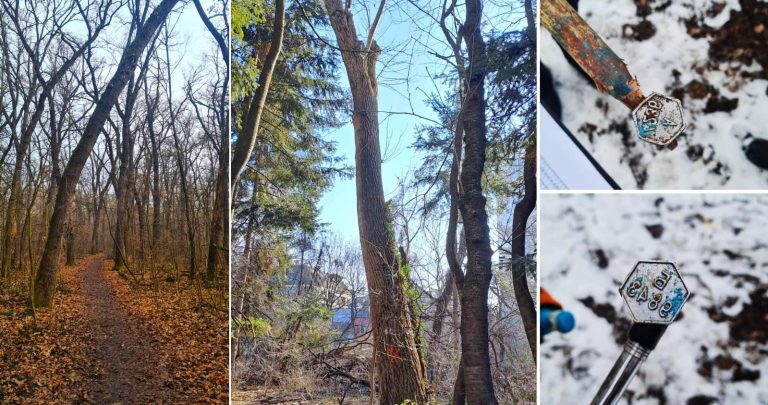 Отстраняват опасни дървета в две зони на Борисовата градина