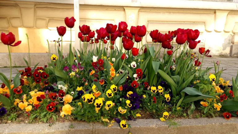 Стартира кампанията „Зелено Габрово“ за 2025 година