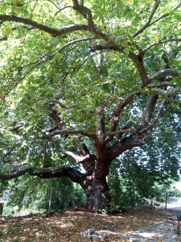 С конкурс: Стралджа издирва вековни дървета на територията си